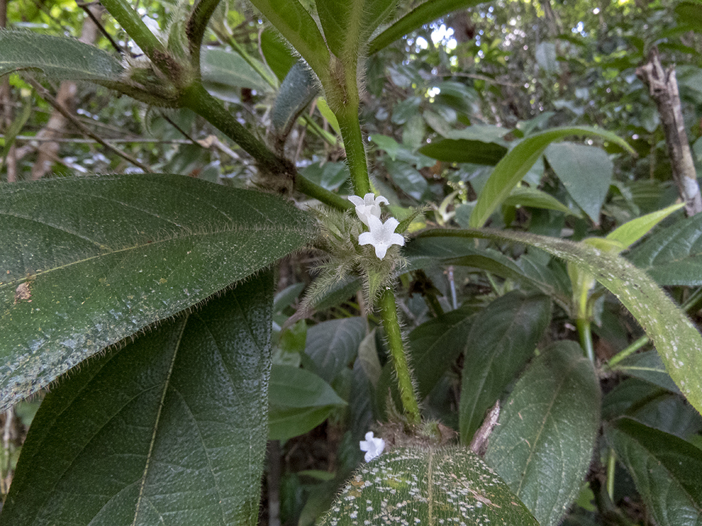 Lasianthus cyanocarpus (Lasianthus cyanocarpus)