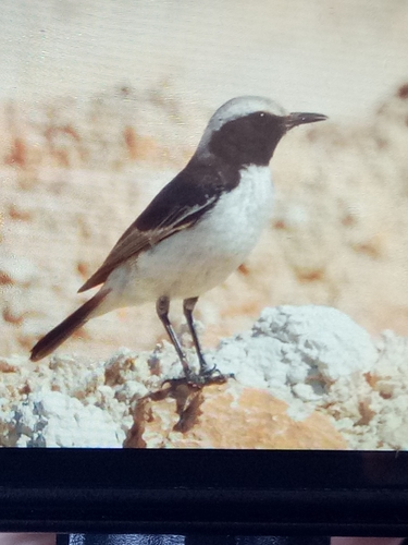 Red-rumped Wheatear