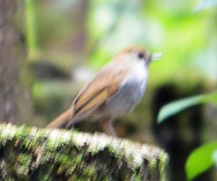 Catharus occidentalis