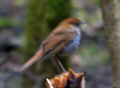 Catharus occidentalis