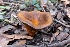Austropaxillus