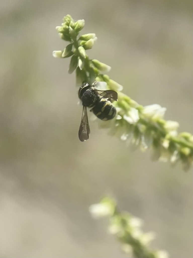 Anthidiellum robertsoni