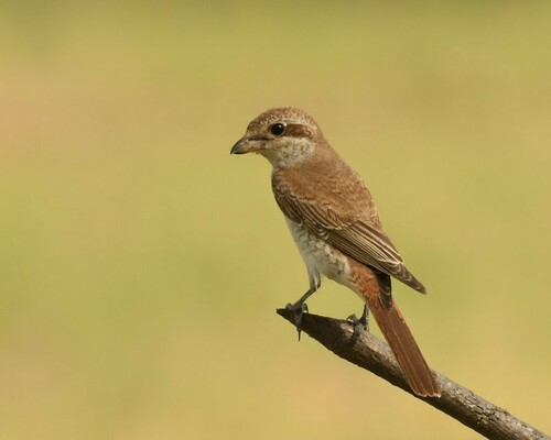 Red-tailed Shrike, photo 5 of 9