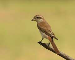 Red-Tailed Shrike photo 5