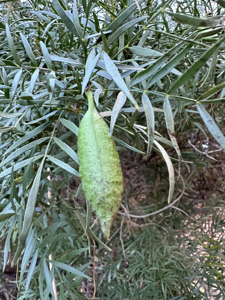 Spearbush
