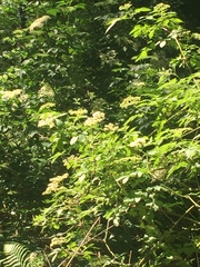 Viburnaceae