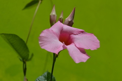 Mandevilla sanderi