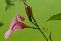 Mandevilla sanderi