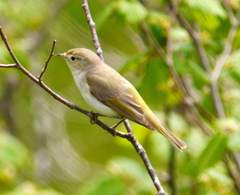 Western Bonelli's Warbler photo 2