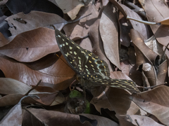 Lexias pardalis dirteana