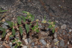 Euphorbia hirta