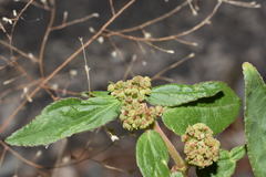 Euphorbia hirta