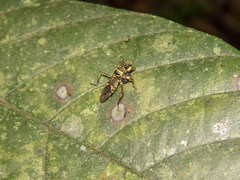Inara flavopicta