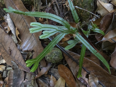 Selaginella intermedia