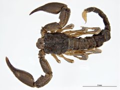 Hormurus