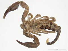 Hormurus