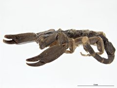 Hormurus