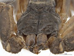 Hormurus
