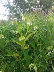 Pucciniastrum symphyti