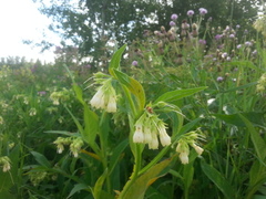 Pucciniastrum symphyti