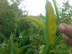 Pucciniastrum symphyti