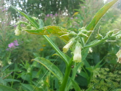 Pucciniastrum symphyti