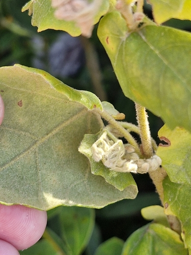 Image of Lasiopetalum schulzenii by (c) ronavery, some rights reserved (CC BY)