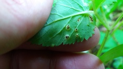 Puccinia aegopodii