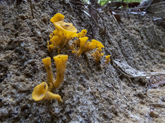 Craterellus aureus