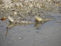 Periophthalmus chrysospilos