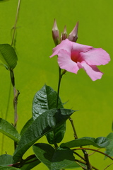 Mandevilla sanderi