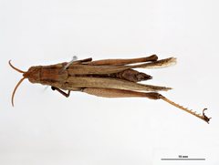 Goniaeoidea