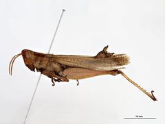 Goniaeoidea