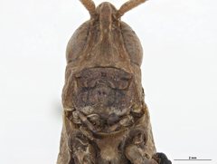 Goniaeoidea