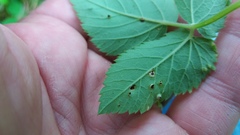 Puccinia aegopodii