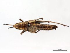 Parastria reticulata