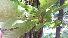 Dryocosmus kuriphilus