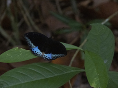 Lexias dirtea merguia