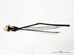 Pseudagrion lucifer