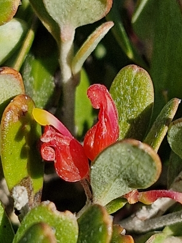 Image of Grevillea pauciflora by (c) ronavery, some rights reserved (CC BY)