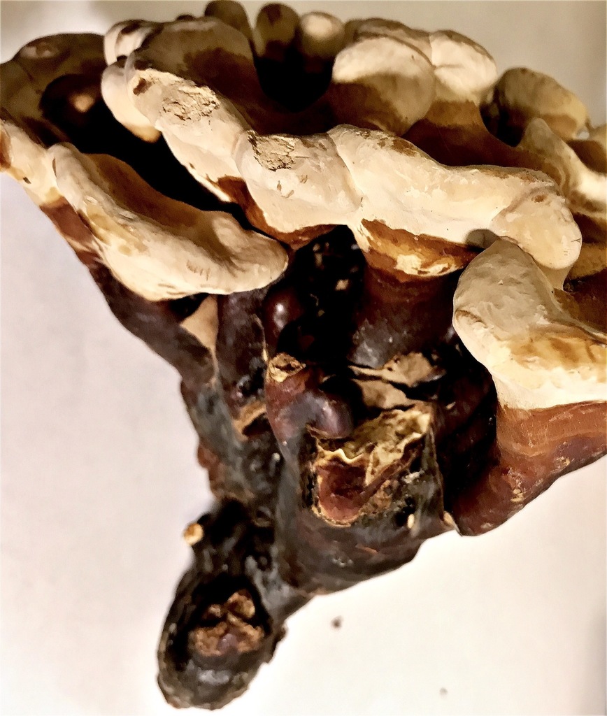 Ganoderma multipileum