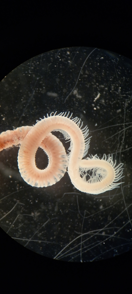 aquatic oligochaete worm
