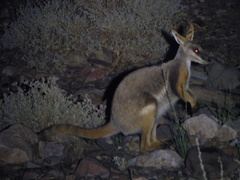 Petrogale xanthopus