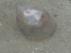 Crambionella