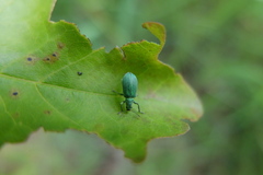 Polydrusus planifrons