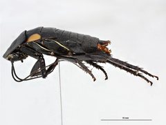 Cosmozosteria mesomacula