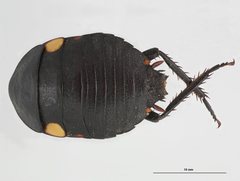 Cosmozosteria mesomacula