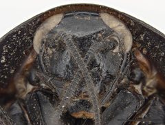 Cosmozosteria mesomacula