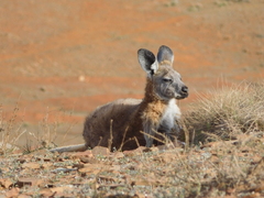 Osphranter robustus erubescens