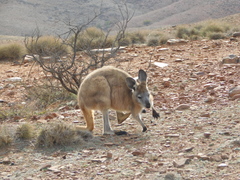 Osphranter robustus erubescens
